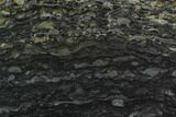 Polished Stromatolite (Alcheringa) Slab - Billion Years #130653-1